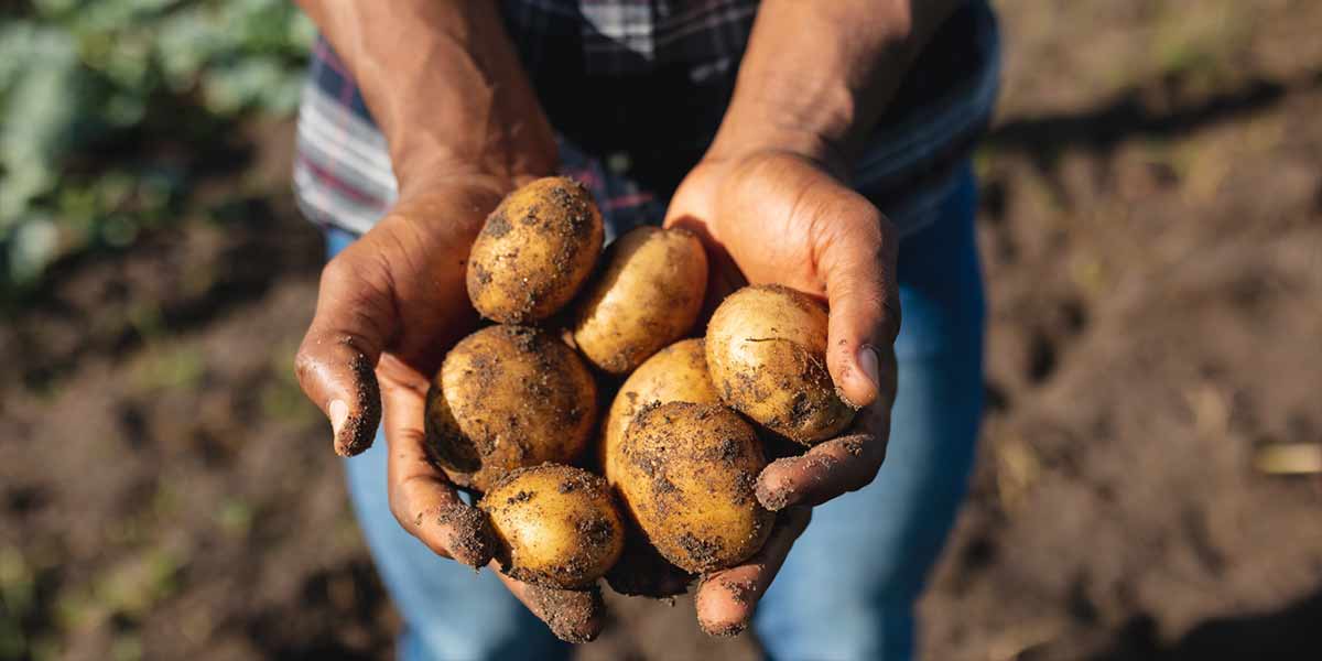 Italiani ghiotti di patate, è il quinto alimento più diffuso sulle tavole